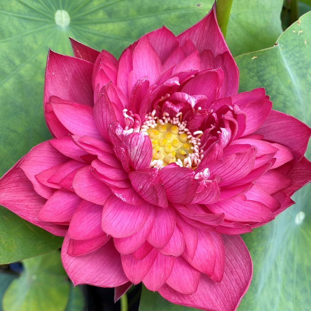 Mixed Bowl Lotus Flower Seeds – Easy to Grow Water Plants for Outdoor Ponds, Bowls & Containers