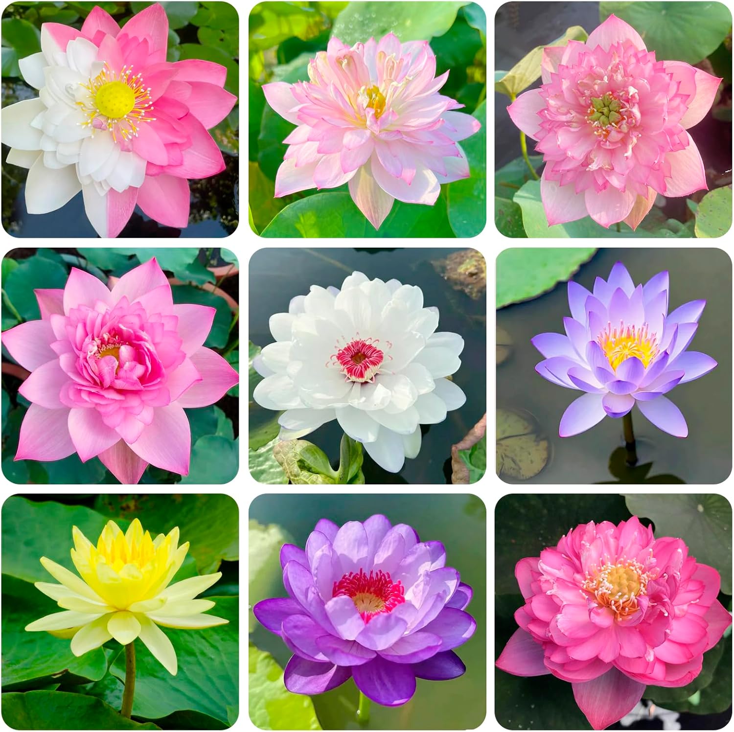 Mixed Bowl Lotus Flower Seeds – Easy to Grow Water Plants for Outdoor Ponds, Bowls & Containers