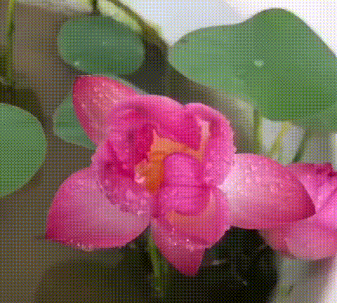 Mixed Bowl Lotus Flower Seeds – Easy to Grow Water Plants for Outdoor Ponds, Bowls & Containers