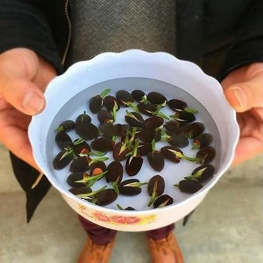Mixed Bowl Lotus Flower Seeds – Easy to Grow Water Plants for Outdoor Ponds, Bowls & Containers