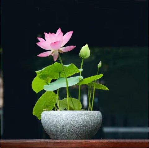 Mixed Bowl Lotus Flower Seeds – Easy to Grow Water Plants for Outdoor Ponds, Bowls & Containers